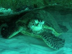this was a green sea turtle under a ledge... i took this ... by Gabriel Guerra 